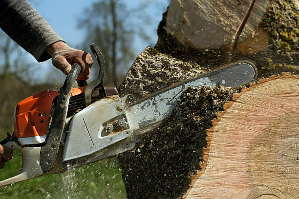 Best Root Management and Removal  in Madison, AL